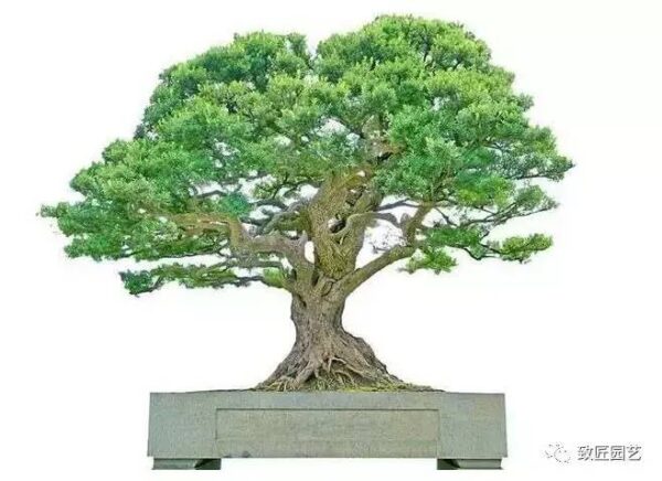中国最贵的十大盆景有哪几种(什么品种的盆景最值钱)-1 中国最贵的十大盆景有哪几种,什么品种的盆景最值钱(附2022年最新排行榜前十名单)