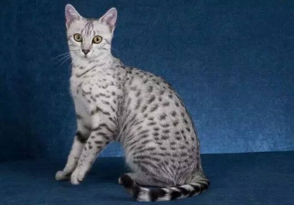 世界上最长寿的猫是多少岁(寿命最长的猫排行榜)-1 世界上最长寿的猫是多少岁,寿命最长的猫排行榜(附2022年最新排行榜前十名单)