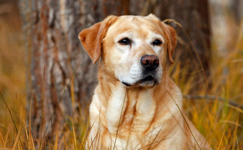 拉布拉多是大型犬吗是什么品种?拉布拉多咬人吗?(附最新排名前十榜单)