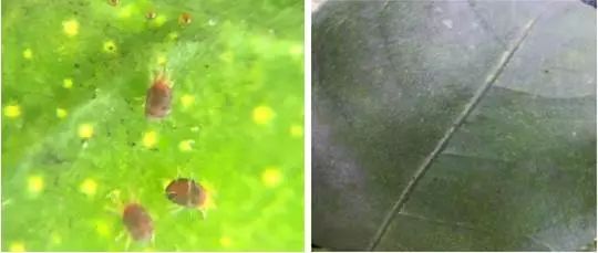 知了是益虫还是害虫讲解,盘点十大害虫名称及其作用(附最新排名前十榜单)