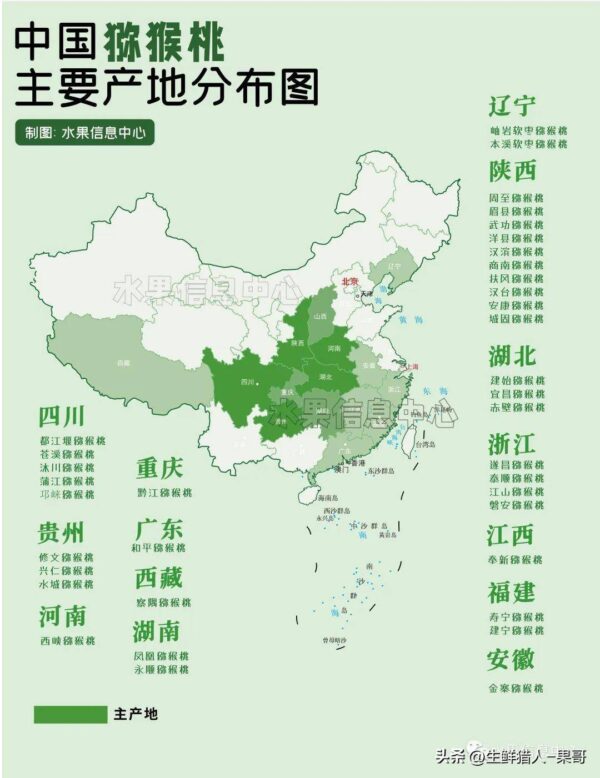 中国十大猕猴桃产区排名(全国猕猴桃哪里最出名)-1 中国十大猕猴桃产区排名,全国猕猴桃哪里最出名(附2022年最新排行榜前十名单)