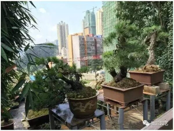 中国最贵的十大盆景有哪几种(什么品种的盆景最值钱)-1 中国最贵的十大盆景有哪几种,什么品种的盆景最值钱(附2022年最新排行榜前十名单)