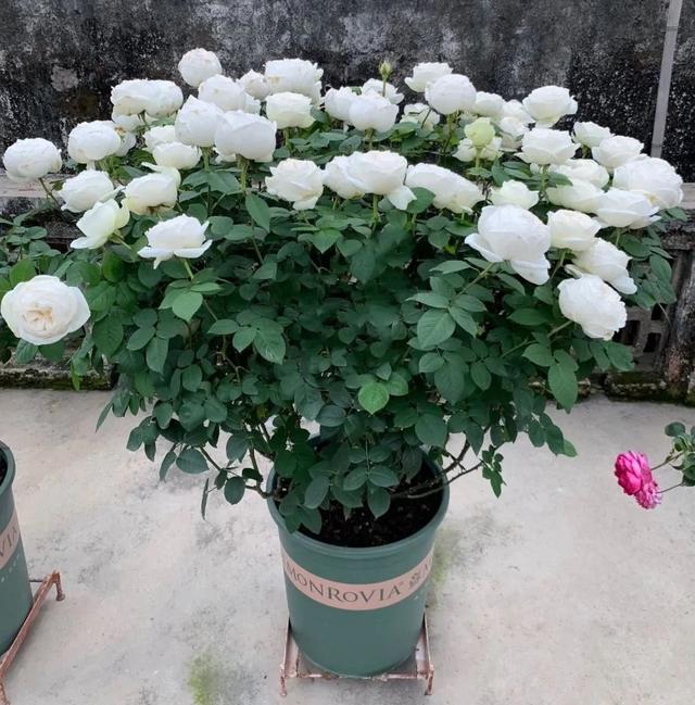 月季花品种图片及名称,十大公认最好月季品种图片(附2022年最新排行榜前十名单)