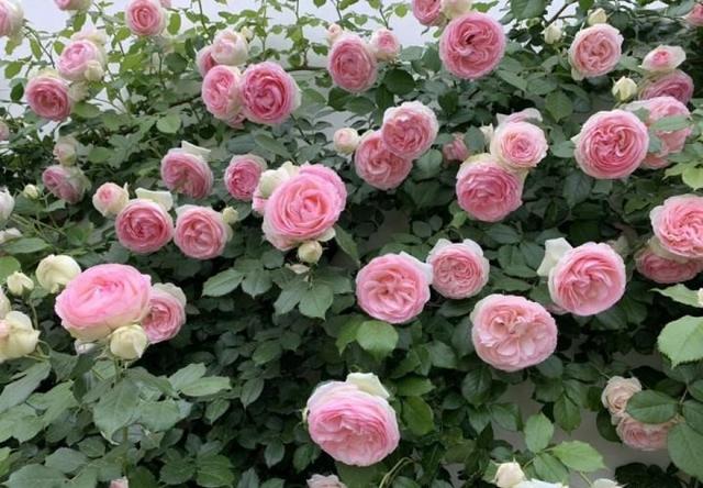 月季花品种图片及名称,十大公认最好月季品种图片(附2022年最新排行榜前十名单)