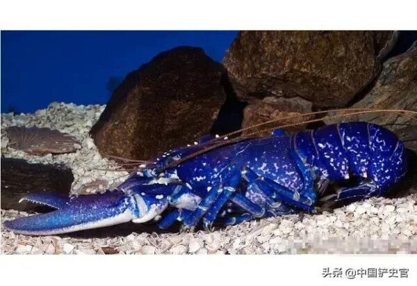 世界七大顶级的龙虾品种是什么(世界顶级龙虾品种有哪些)-1 世界七大顶级的龙虾品种是什么,世界顶级龙虾品种有哪些(附2022年最新排行榜前十名单)