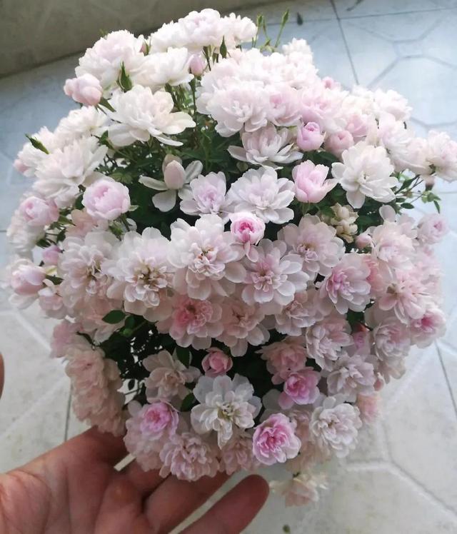 月季花品种图片及名称,十大公认最好月季品种图片(附2022年最新排行榜前十名单)
