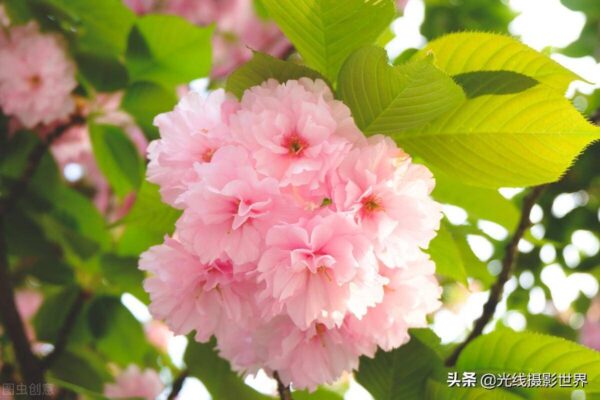 重庆邮电大学排名全国第几(重庆邮电大学怎么样?就业前景)-1 重庆邮电大学排名全国第几,重庆邮电大学怎么样?就业前景(附2022年最新排行榜前十名单)