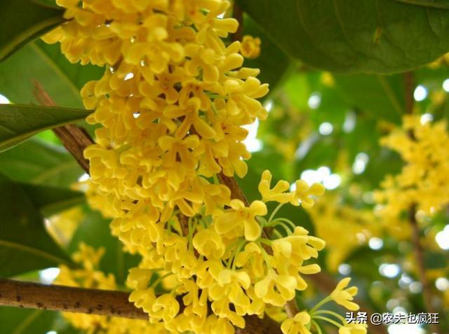 桂花的品种哪个最好,最香的桂花树最好养的是哪种(附2022年最新排行榜前十名单)