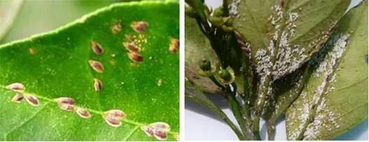 知了是益虫还是害虫讲解,盘点十大害虫名称及其作用(附最新排名前十榜单)