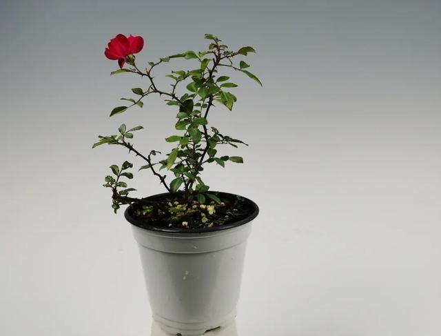 月季花品种图片及名称,十大公认最好月季品种图片(附2022年最新排行榜前十名单)