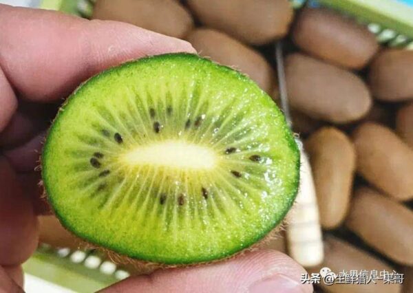 中国十大猕猴桃产区排名(全国猕猴桃哪里最出名)-1 中国十大猕猴桃产区排名,全国猕猴桃哪里最出名(附2022年最新排行榜前十名单)
