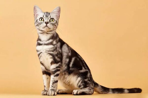 世界上最长寿的猫是多少岁(寿命最长的猫排行榜)-1 世界上最长寿的猫是多少岁,寿命最长的猫排行榜(附2022年最新排行榜前十名单)