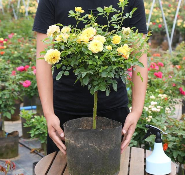 月季花品种图片及名称,十大公认最好月季品种图片(附2022年最新排行榜前十名单)