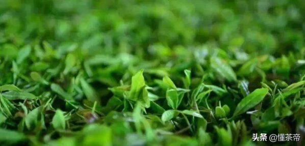 山东有哪些名茶品种(山东名茶十大名茶)-1 山东有哪些名茶品种,山东名茶十大名茶(附2022年最新排行榜前十名单)