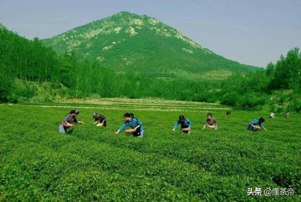 山东有哪些名茶品种(山东名茶十大名茶)-1 山东有哪些名茶品种,山东名茶十大名茶(附2022年最新排行榜前十名单)