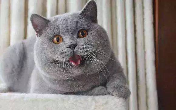 世界上最长寿的猫是多少岁(寿命最长的猫排行榜)-1 世界上最长寿的猫是多少岁,寿命最长的猫排行榜(附2022年最新排行榜前十名单)