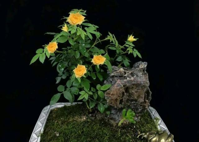 月季花品种图片及名称,十大公认最好月季品种图片(附2022年最新排行榜前十名单)