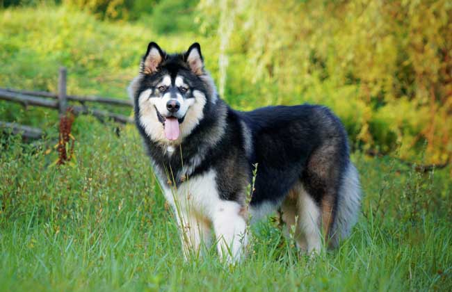 大型犬类品种大全,哪些适合当宠物?(附最新排名前十榜单)