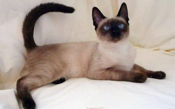 世界上最长寿的猫是多少岁(寿命最长的猫排行榜)-1 世界上最长寿的猫是多少岁,寿命最长的猫排行榜(附2022年最新排行榜前十名单)