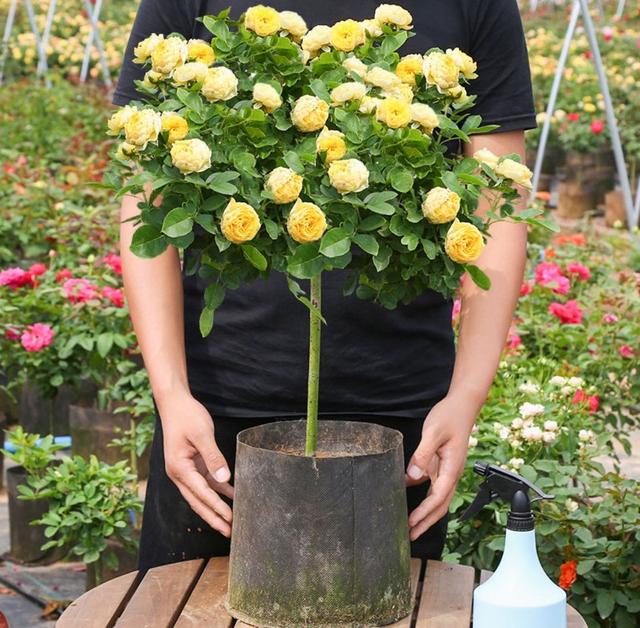 月季花品种图片及名称,十大公认最好月季品种图片(附2022年最新排行榜前十名单)