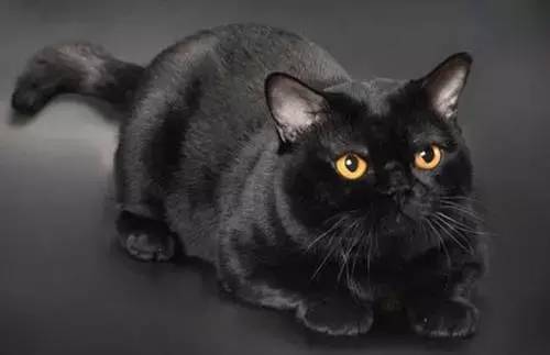 世界上最长寿的猫是多少岁(寿命最长的猫排行榜)-1 世界上最长寿的猫是多少岁,寿命最长的猫排行榜(附2022年最新排行榜前十名单)