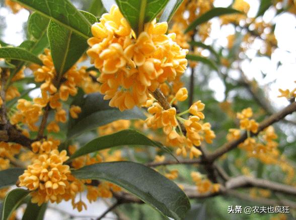 桂花的品种哪个最好,最香的桂花树最好养的是哪种(附2022年最新排行榜前十名单)