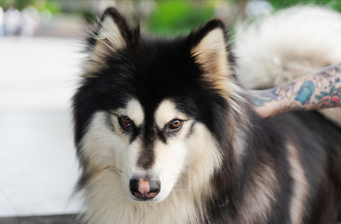 大型犬类品种大全,哪些适合当宠物?(附最新排名前十榜单)