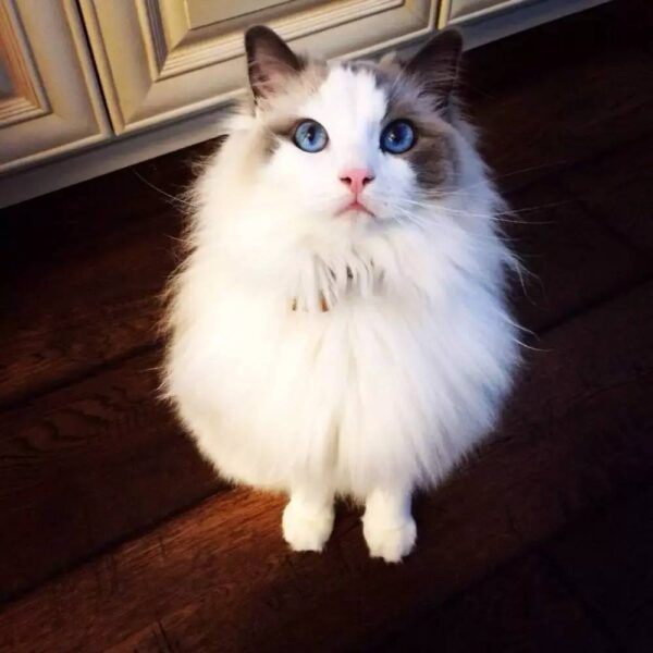 世界上最长寿的猫是多少岁(寿命最长的猫排行榜)-1 世界上最长寿的猫是多少岁,寿命最长的猫排行榜(附2022年最新排行榜前十名单)