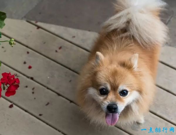 博美犬 1.9公斤-3.5公斤 世界上最小的十种狗 最小的吉娃娃只有1公斤(2022年最新排名前十榜单)
