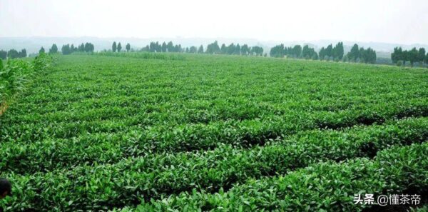 山东有哪些名茶品种(山东名茶十大名茶)-1 山东有哪些名茶品种,山东名茶十大名茶(附2022年最新排行榜前十名单)