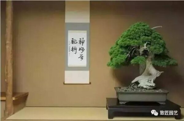 中国最贵的十大盆景有哪几种(什么品种的盆景最值钱)-1 中国最贵的十大盆景有哪几种,什么品种的盆景最值钱(附2022年最新排行榜前十名单)