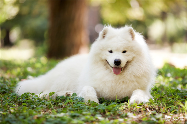 萨摩耶犬 世界十大最昂贵的狗 藏獒仅排第四(2022年最新排名前十榜单)