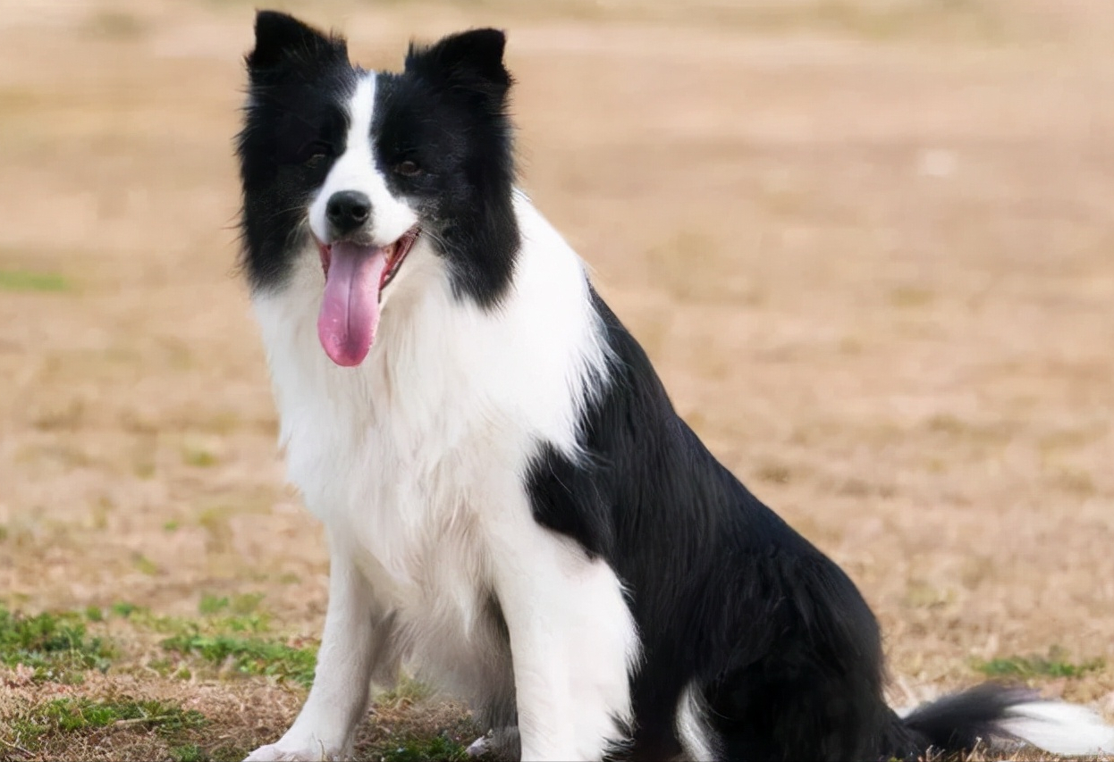 大型犬类品种大全,哪些适合当宠物?(附最新排名前十榜单)
