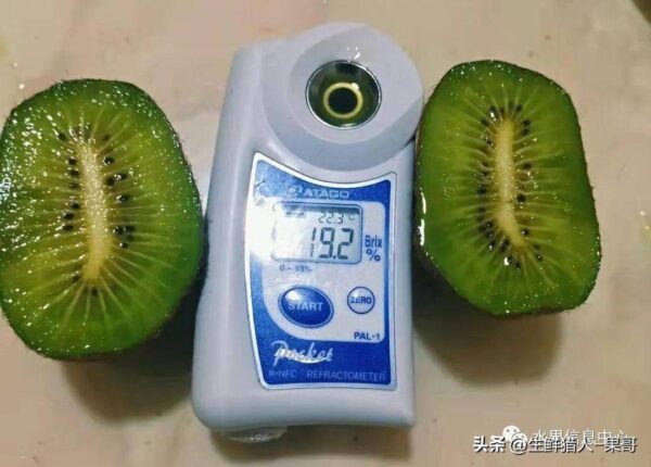 中国十大猕猴桃产区排名(全国猕猴桃哪里最出名)-1 中国十大猕猴桃产区排名,全国猕猴桃哪里最出名(附2022年最新排行榜前十名单)
