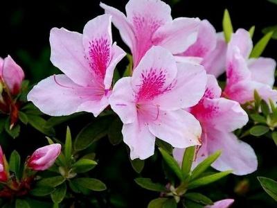 怎么养好杜鹃花,养杜鹃花窍门(附2022年最新排行榜前十名单)