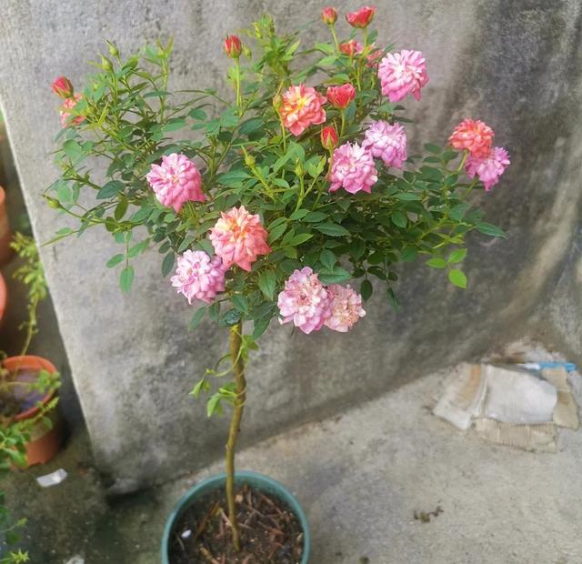 月季花品种图片及名称,十大公认最好月季品种图片(附2022年最新排行榜前十名单)