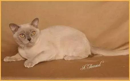 世界上最长寿的猫是多少岁(寿命最长的猫排行榜)-1 世界上最长寿的猫是多少岁,寿命最长的猫排行榜(附2022年最新排行榜前十名单)
