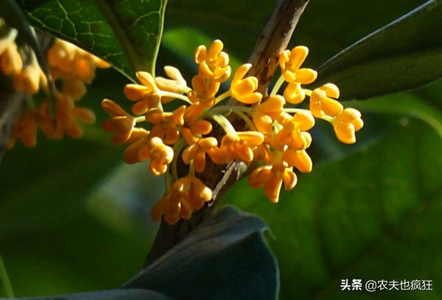 桂花的品种哪个最好,最香的桂花树最好养的是哪种(附2022年最新排行榜前十名单)