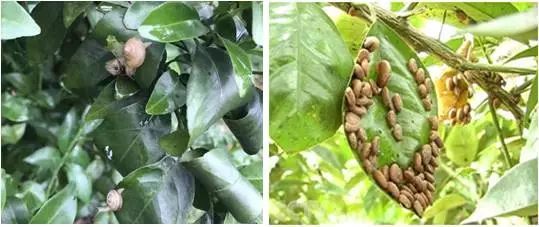 知了是益虫还是害虫讲解,盘点十大害虫名称及其作用(附最新排名前十榜单)