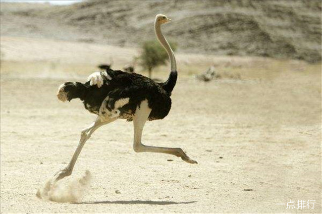 鸵鸟 跑得快的动物排行榜 猎豹每小时能达130千米(2022年最新排名前十榜单)