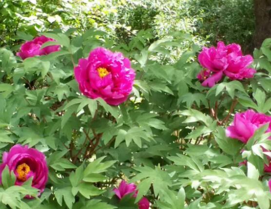 牡丹花什么时候开,牡丹花在5月份什么时候开花(附2022年最新排行榜前十名单)